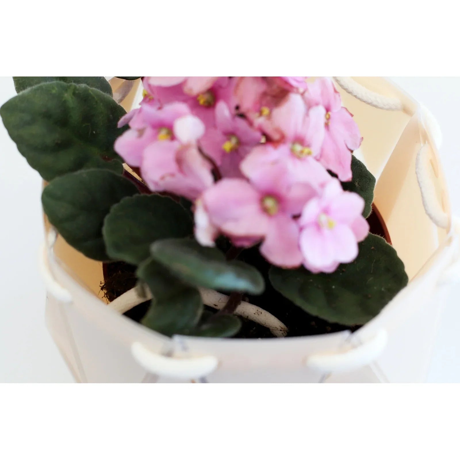 Small Self Watering Planter - Alcove