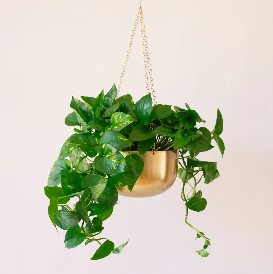 Cleo Gold Hanging Planter- Set of 2